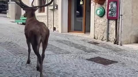 What you see is a deer walking through the streets of Civitella Alfedena