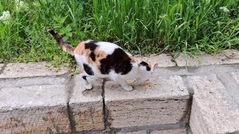 Cute cat eats food. The street cat is very hungry.