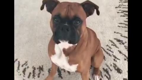 Dog wearing dog mask in front of dogs