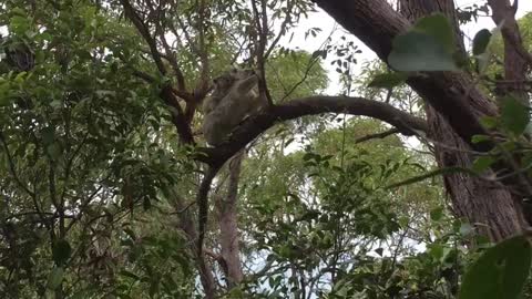 A baby koala holding on mom
