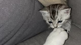 Kitten Provokes Sleeping Bulldog From Secret Hiding Spot