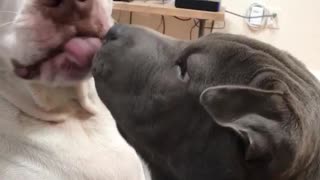 Puppy puts face in dog