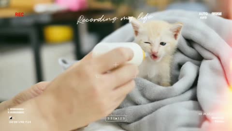 Cute cat having milk and playing