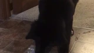 Young Puppy Pounces on Water Bottle