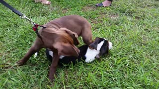 Cutest Puppy Wrestling!