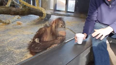 An orangutan reacts to magic