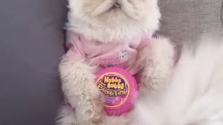 Cat Parody video of the Bubblegum song