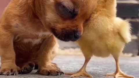 Cute puppy loves chick friend