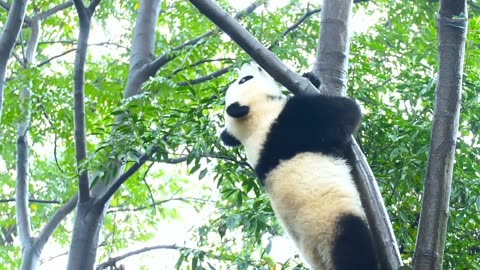 Panda's amazing tree climbing