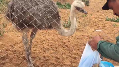 Nice Ostrich Eating Bread...