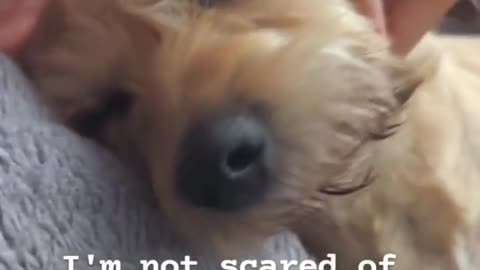 Dog scared of thunderstorms