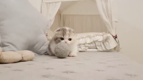 Cutest Baby Cats - Cute and Funny Cat Videos Compilations