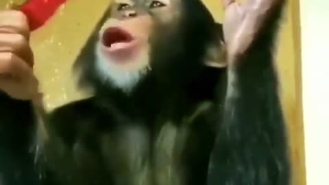 Funny monkey