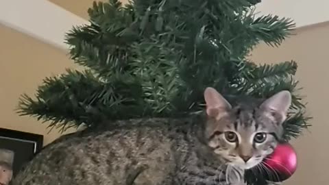 Kittens cause havoc by climbing to top of Christmas tree