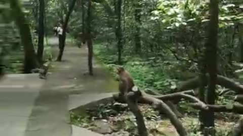 Wild Monkeys Roaming In The Forest Park