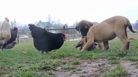 The Showdown of the Twin Mastiffs and the Kibble Bandits