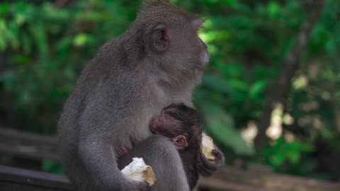 Funny monkey 🙉 is eating fruit 🍎 videos