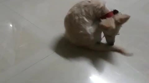 Pomeranians dog playing