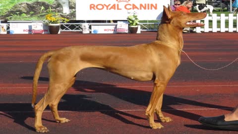 list of the most expensive dogs in the world # 8