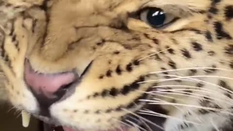 The leopard is very popular recently. How about th