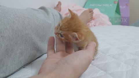 Cute Reaction of the Kitten who is Flustered by my Prank