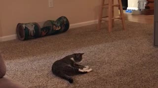 Cute Feline Loves Playing Fetch