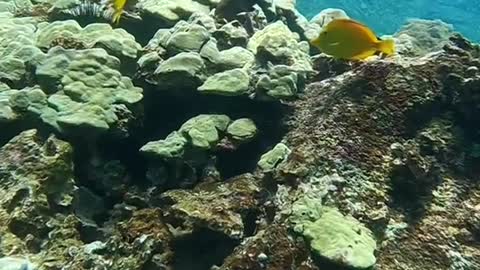 underwater#reef#planetearth