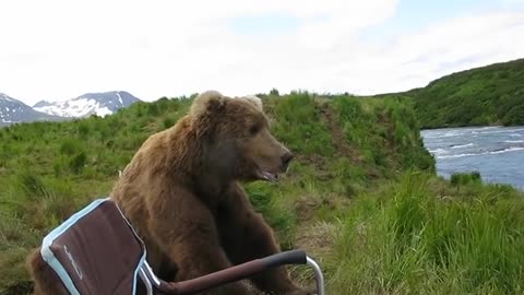 Unbelievable! This bear is sitting next to a man as if he were his best friend