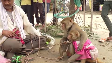 Funny Animal : Monkey Dance Video Just like Humans