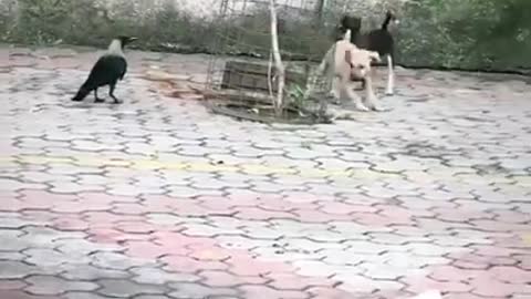 #FUNNY VIDEOS # CROW VERSES DOG#🐕#🦮#🐶#🐕‍🦺#🐩#🐾🐾#🤣🤣#😜😜#