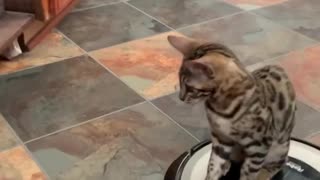 Cat loves riding on top of robot vacuum all day long