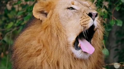 How animals yawns