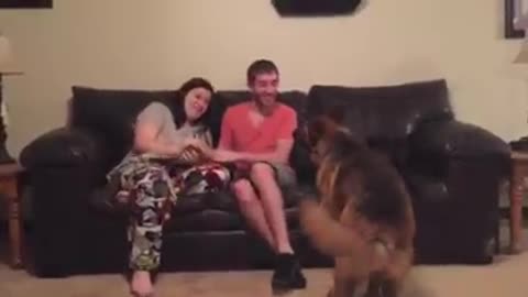 German Shepherd throws hilarious fit when humans play fight
