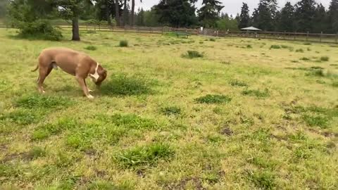 German Shepherd Attacks Pitbull on Park