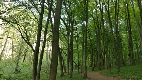 Pure nature-Green forest