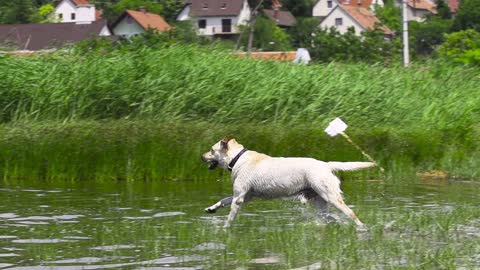cute dog running in a wild river