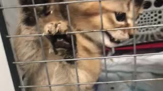 Cute Kitten Climbs and Claws Crate Gate