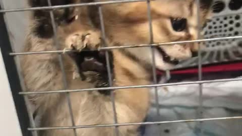 Cute Kitten Climbs and Claws Crate Gate