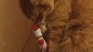 Cat and christmas sock