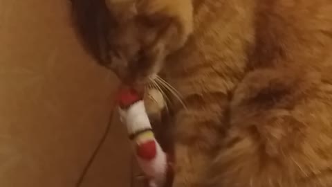 Cat and christmas sock