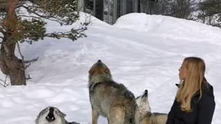 Woman Incredibly Starts Pack Howl With Norwegian Wolves