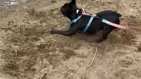 Dog scared of big rock!