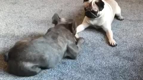 Hilarious pug slams his paws in tantrum over bone