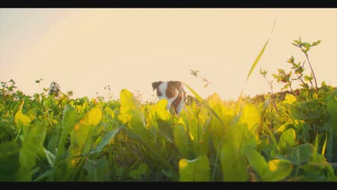 Lovely dog are playing in the flowers garden