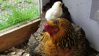 Adorable Baby Chickens Cuddle With Mom For Warmth