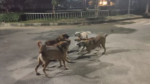 Dog fighting part 2