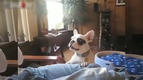 Funny Dogs Barking