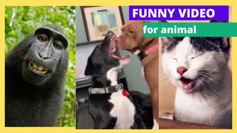 funniest dogs & cats