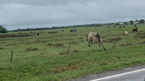 Loose Cow Leaps Back Into Field After Loudspeaker Request