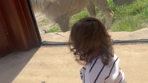Lion and Baby on Opposite Sides of Glass